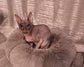 PuffyBlend™ Calming Pouf+ Cat Bed