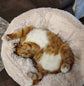 PuffyBlend™ Calming Pouf+ Cat Bed